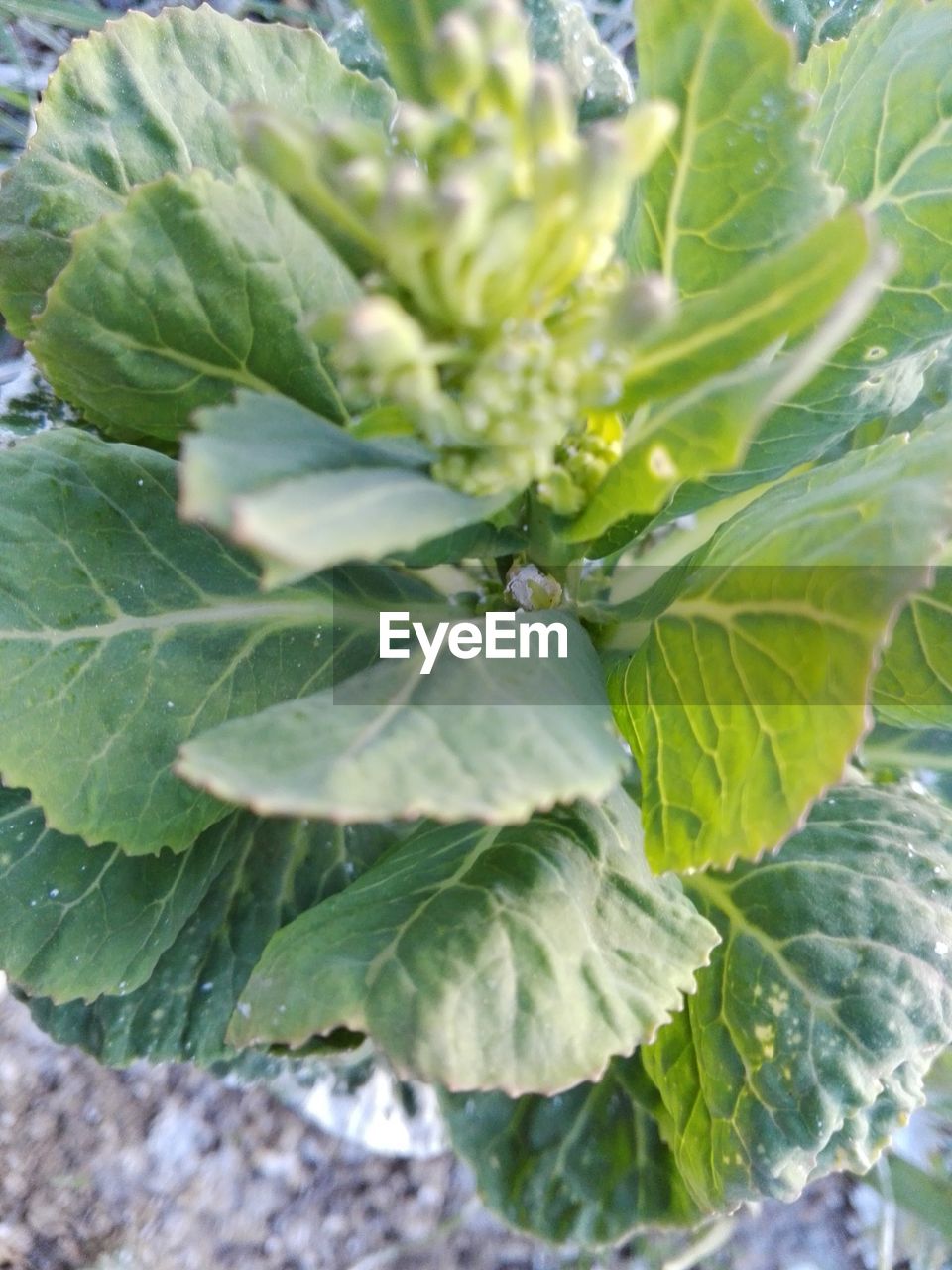 HIGH ANGLE VIEW OF GREEN LEAVES