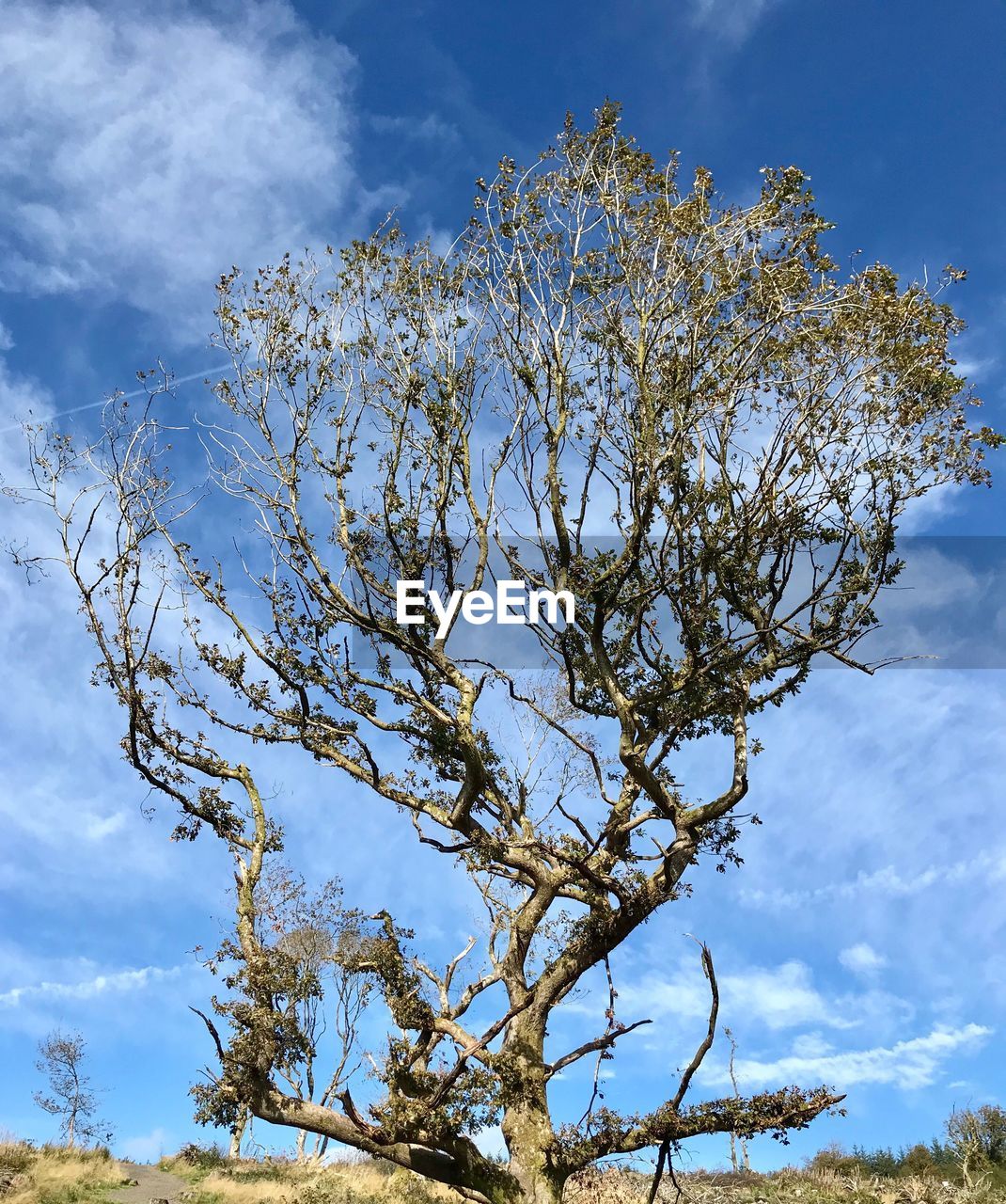 LOW ANGLE VIEW OF FLOWER TREE AGAINST SKY