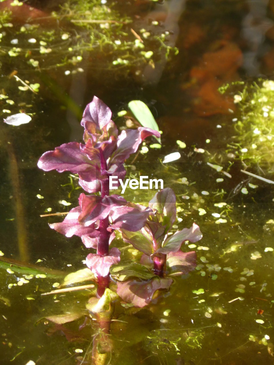 CLOSE-UP OF FLOWERS BLOOMING IN PARK