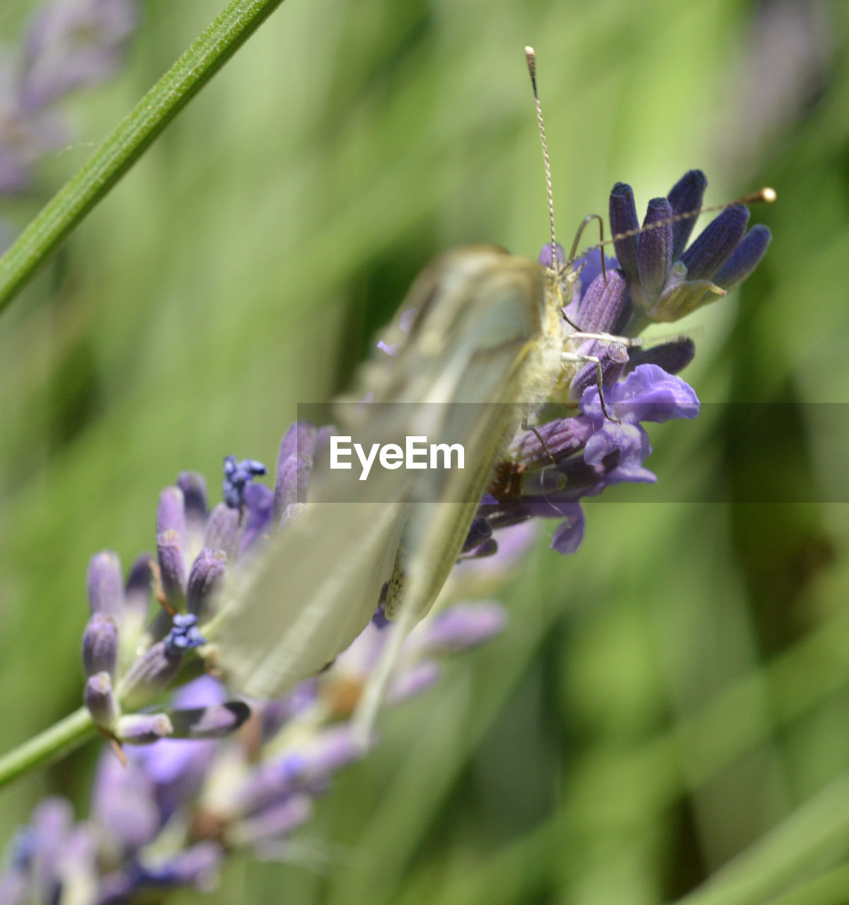 plant, flower, flowering plant, beauty in nature, purple, freshness, animal themes, nature, animal wildlife, animal, close-up, insect, fragility, growth, meadow, one animal, lavender, wildlife, selective focus, macro photography, petal, macro, no people, environment, herb, flower head, summer, springtime, outdoors, food, wildflower, field, focus on foreground, animal wing, grass, blossom, land, defocused, botany, social issues, environmental conservation, day, inflorescence, butterfly, tranquility, flowerbed