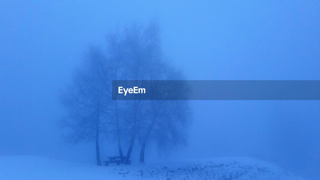 BARE TREES ON SNOW LANDSCAPE