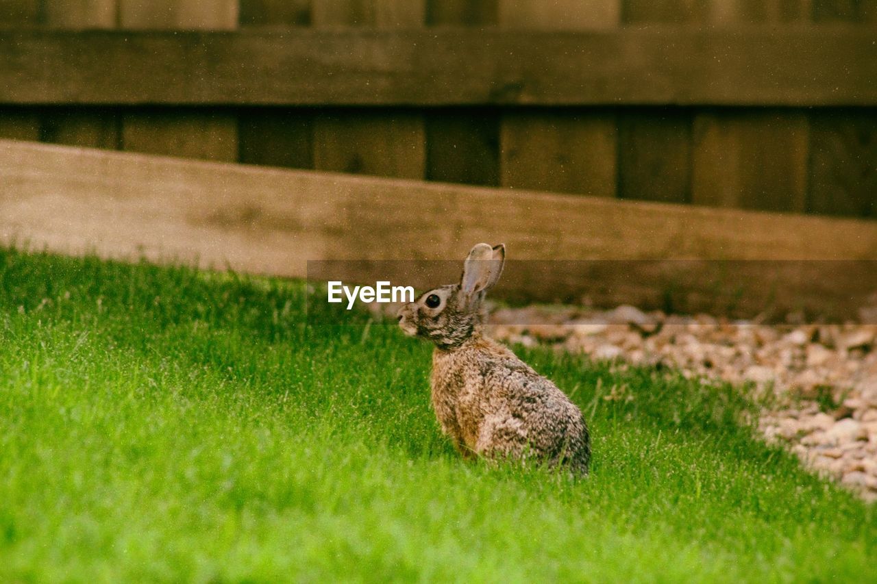 Rabbit on field