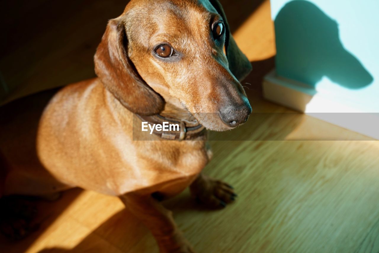 HIGH ANGLE VIEW OF DOG RELAXING ON FLOOR