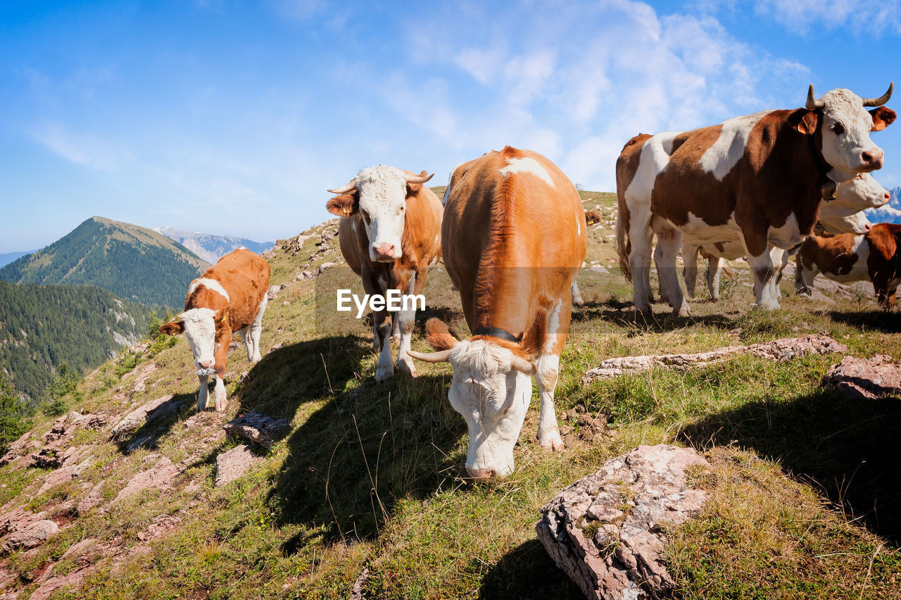 COWS GRAZING ON LANDSCAPE