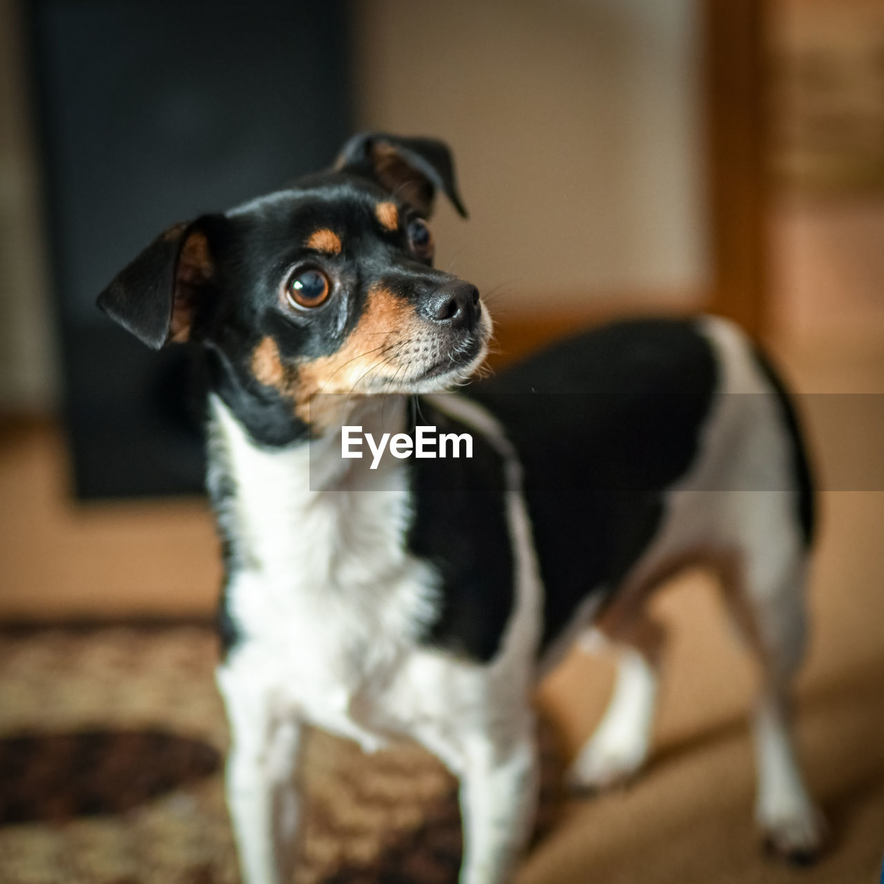 Portrait of dog looking away