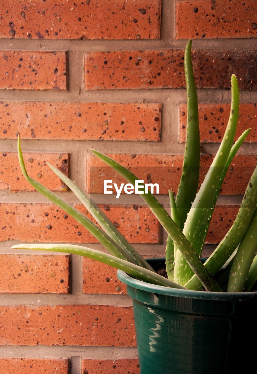 Close-up of potted plant on wall