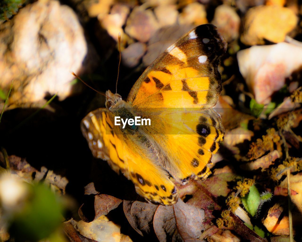 Close-up high angle view of butterfly on plant