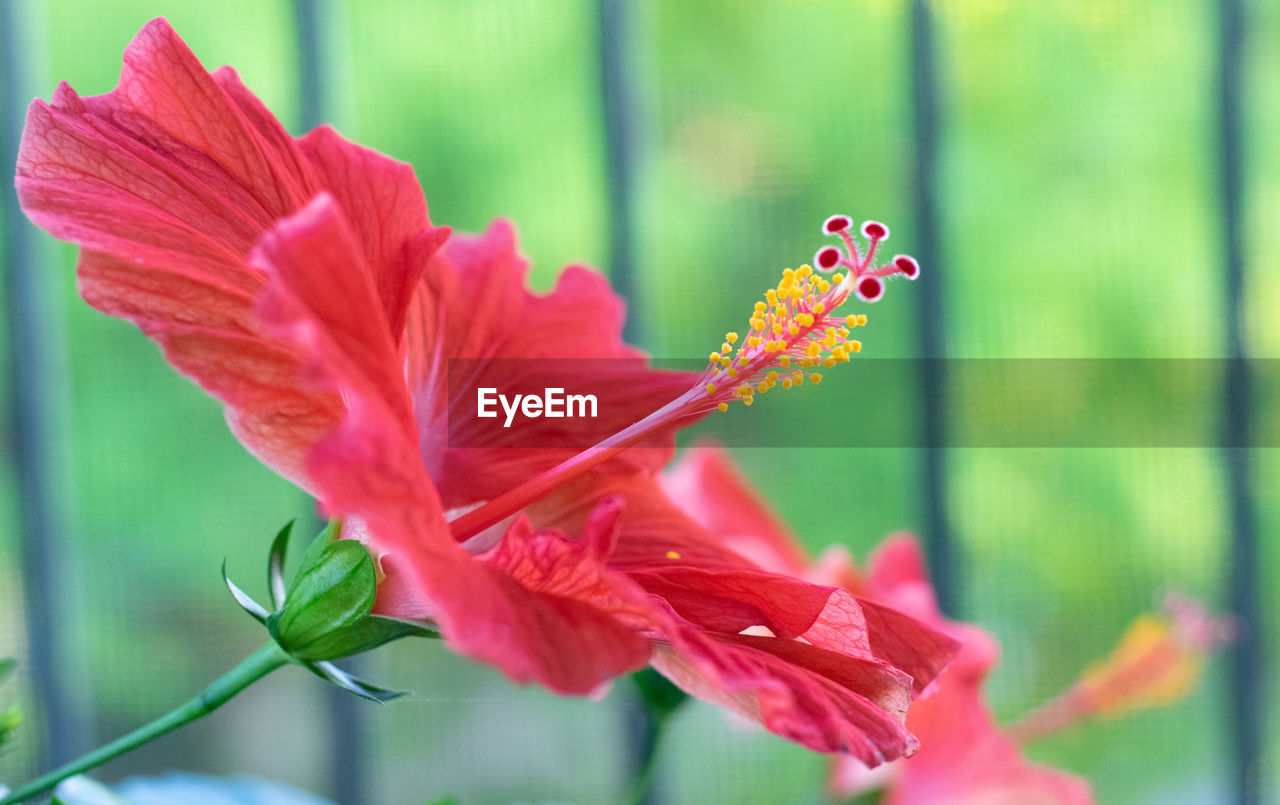 Close-up of red flowering plant