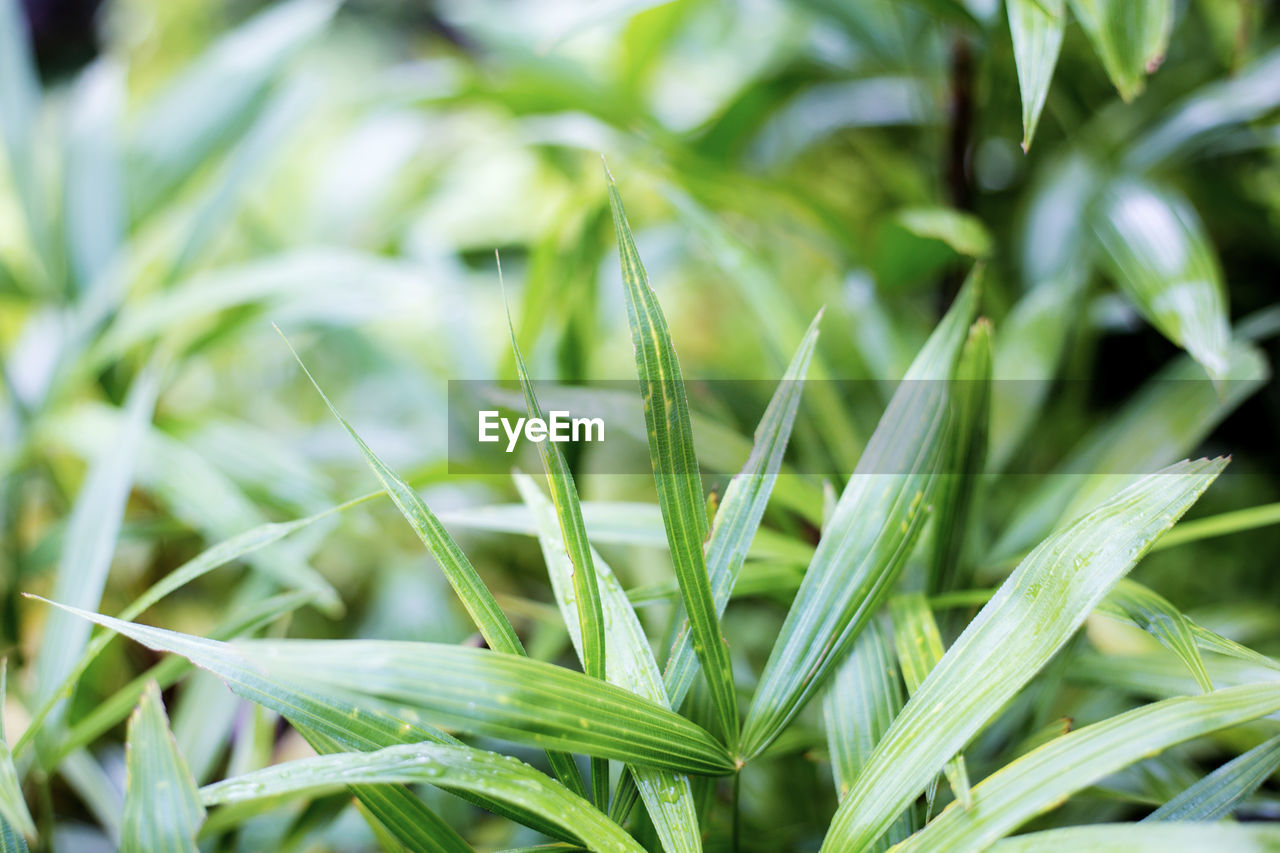 full frame shot of wheat growing on field