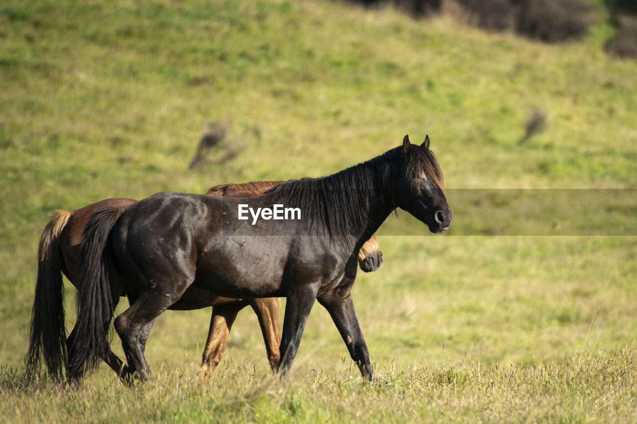 HORSE STANDING IN FIELD