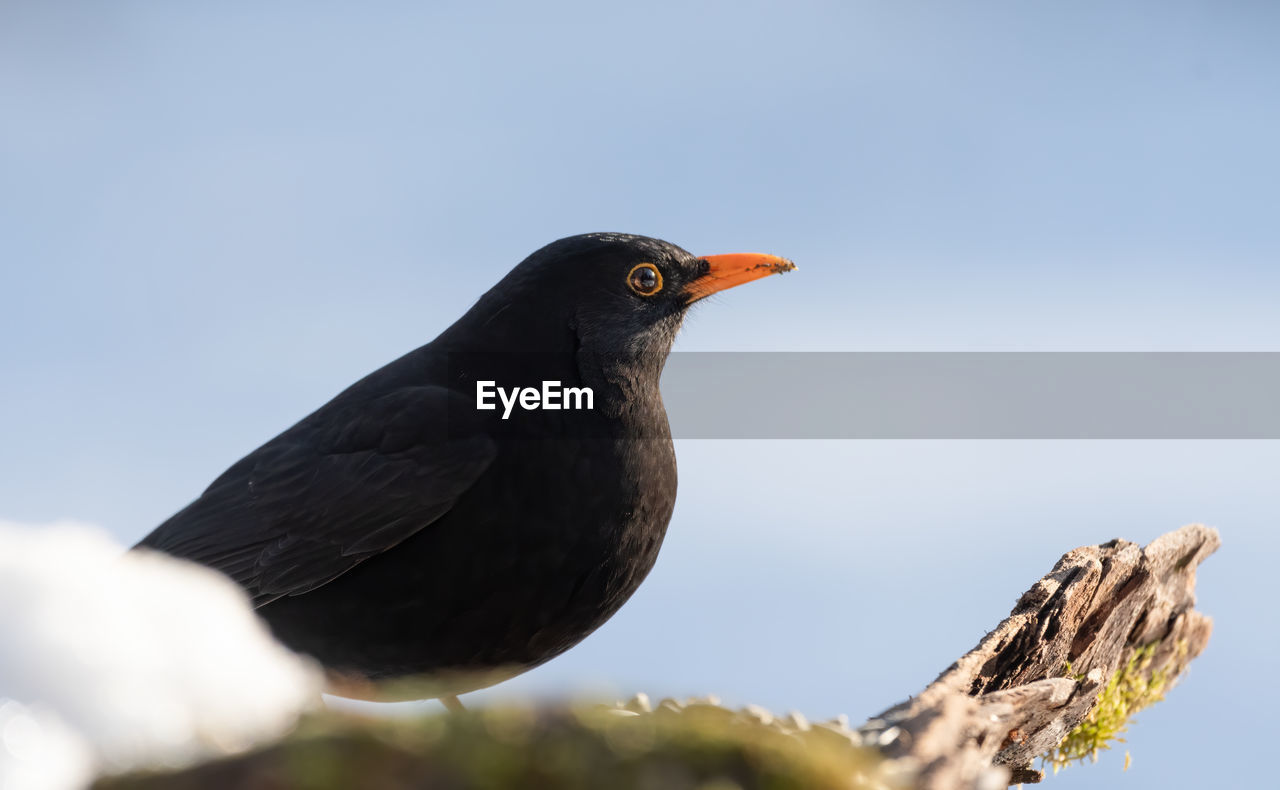 Close-up of bird perching against clear sky