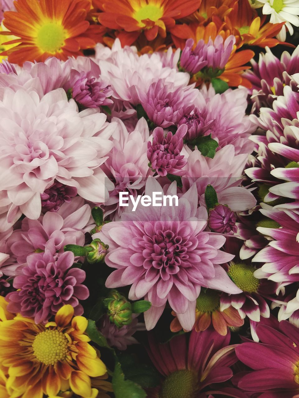 FULL FRAME SHOT OF PINK FLOWERS BLOOMING OUTDOORS