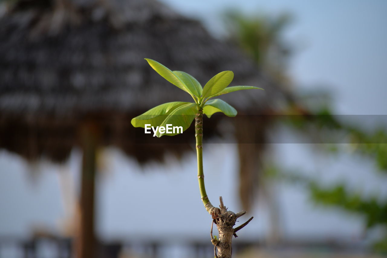 Close-up of plant