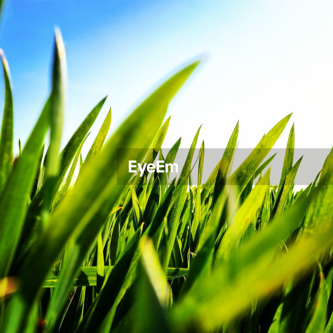 Close-up of crops growing on field against sky