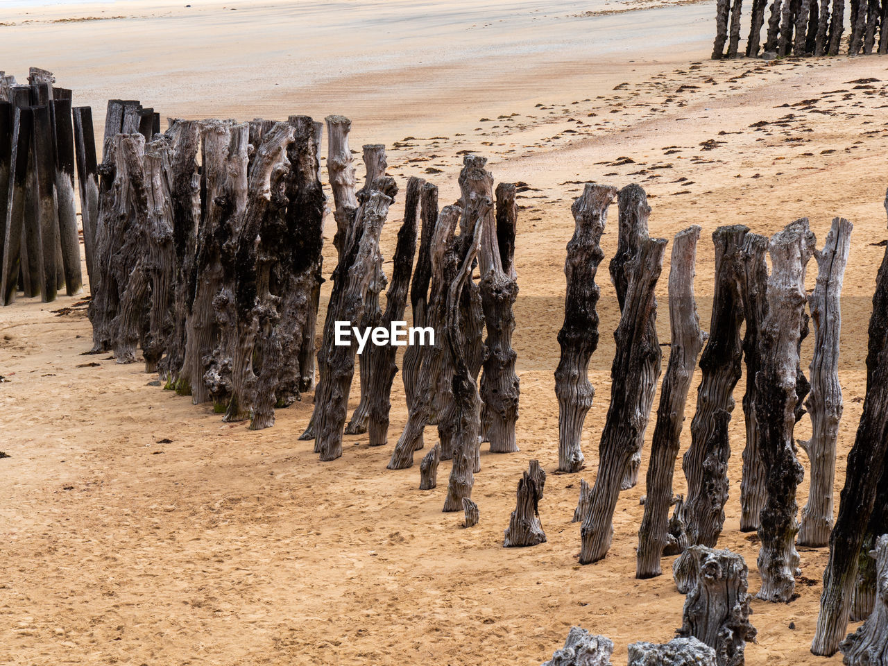 PANORAMIC VIEW OF TREES ON BEACH