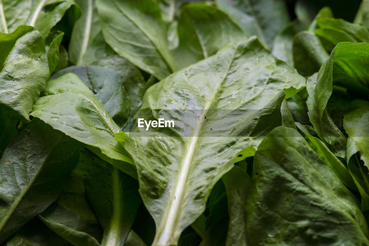 Close-up of fresh spinach