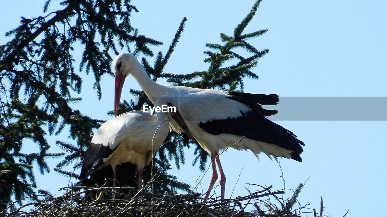 Low angle view of bird perching on tree against clear sky