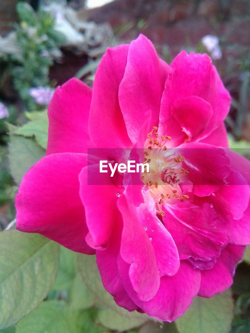 CLOSE-UP OF PINK FLOWERS