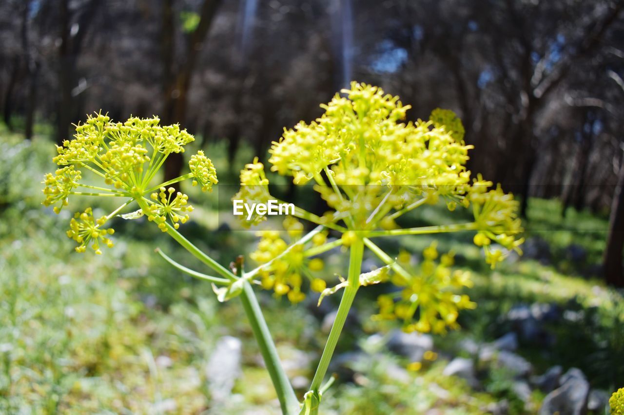 CLOSE-UP OF YELLOW FLOWER PLANT