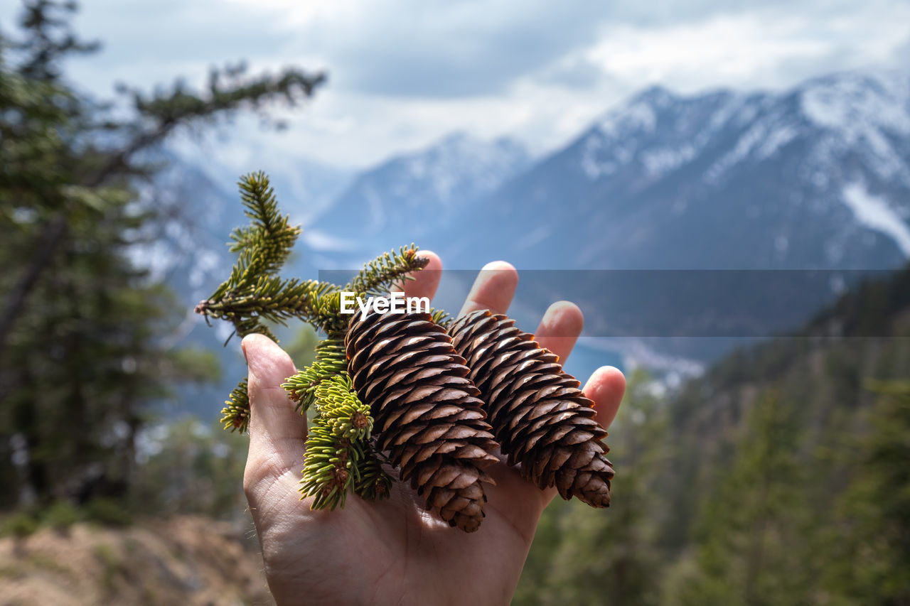 Cropped hand holding pine cones against mountains