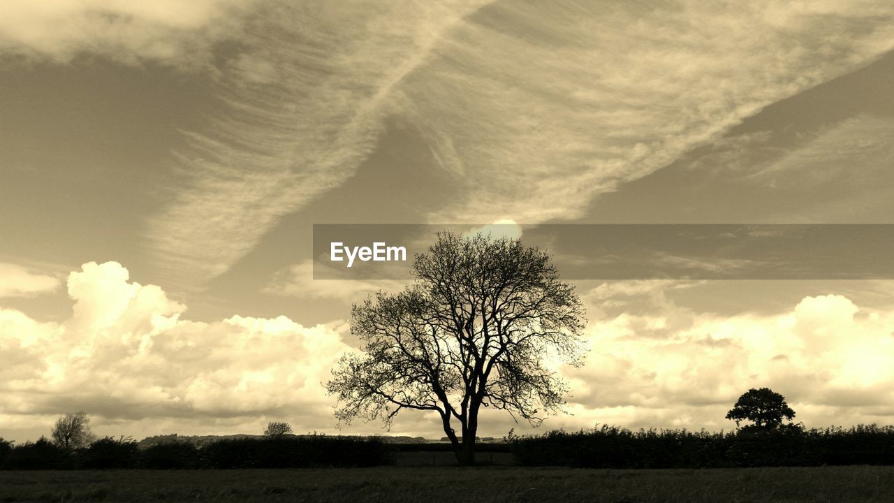 Silhouette tree on field against cloudy sky during sunset