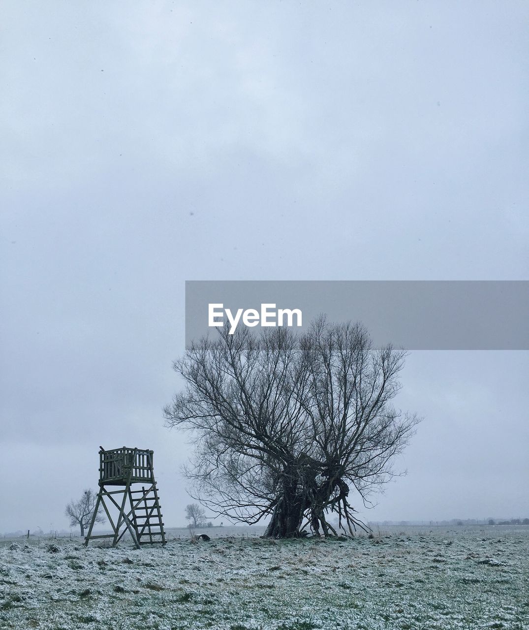 Bare tree on landscape against clear sky