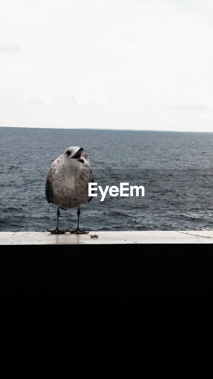 BIRD PERCHING ON SHORE AGAINST SKY