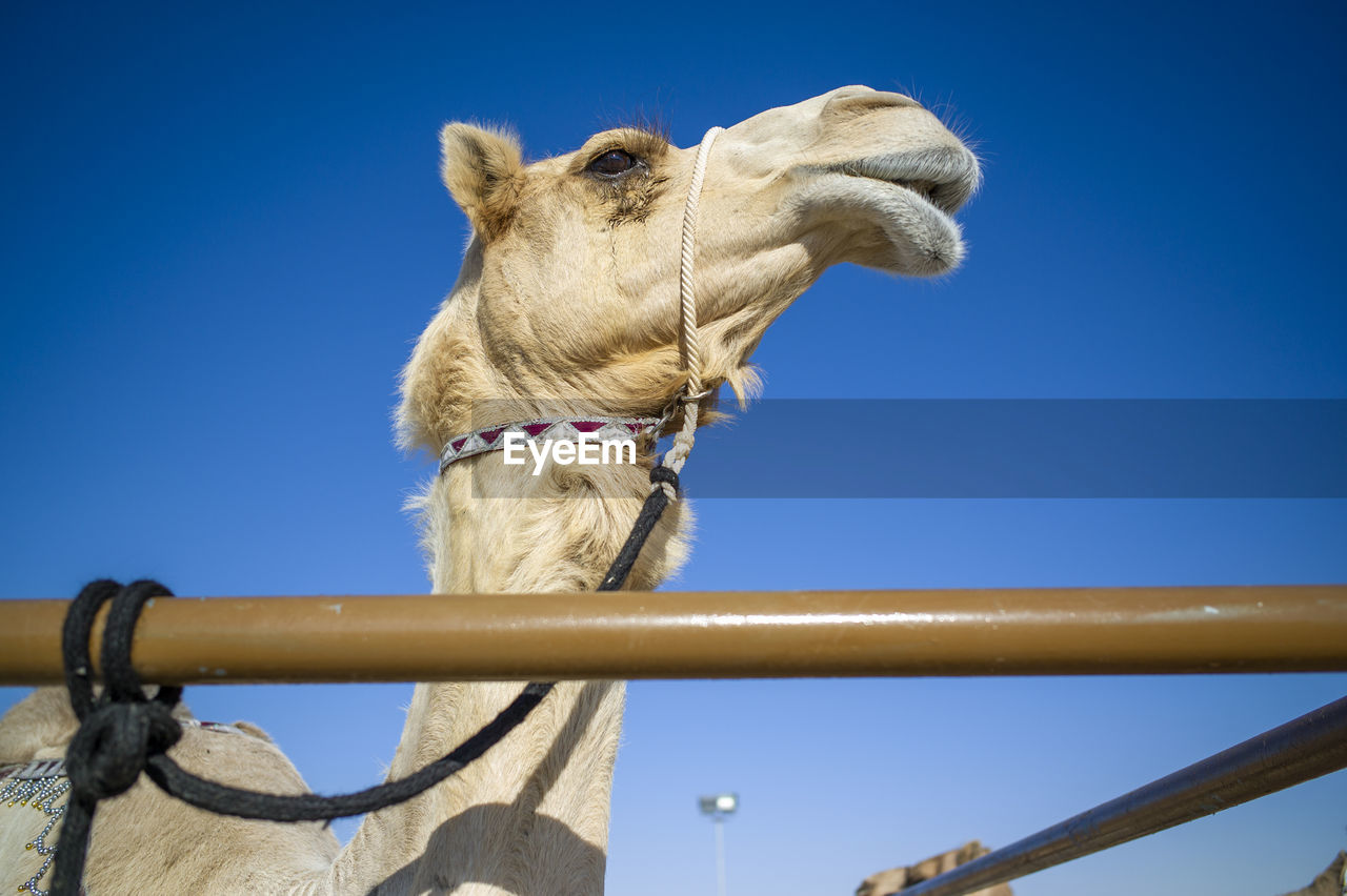 A white camel head shot.