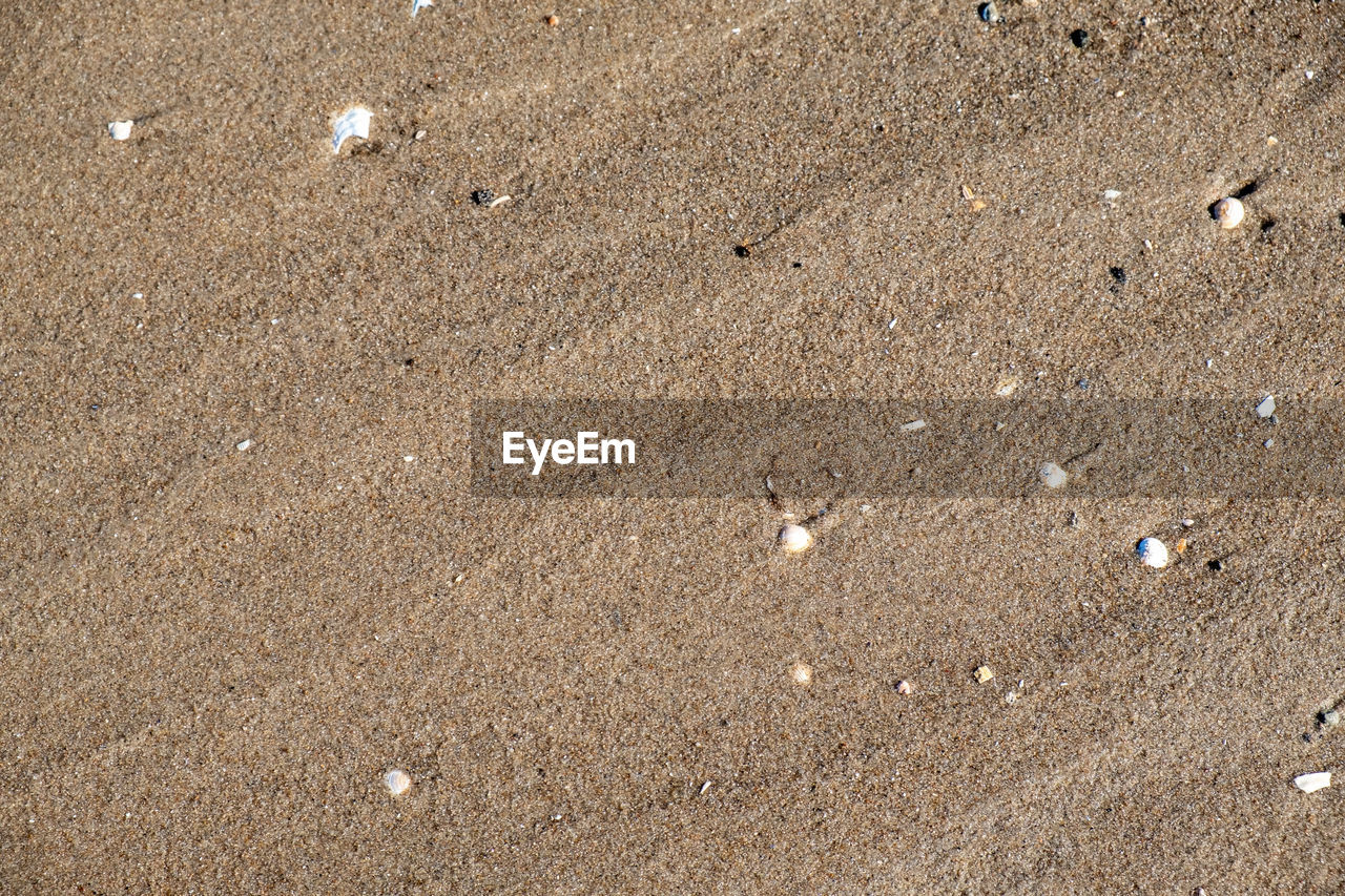 HIGH ANGLE VIEW OF SHELL ON BEACH