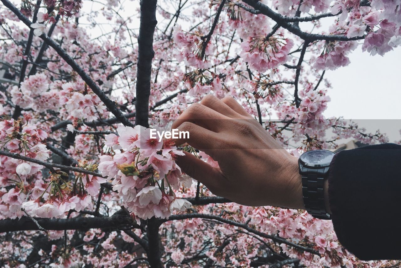 Cropped hand holding cherry blossoms on tree