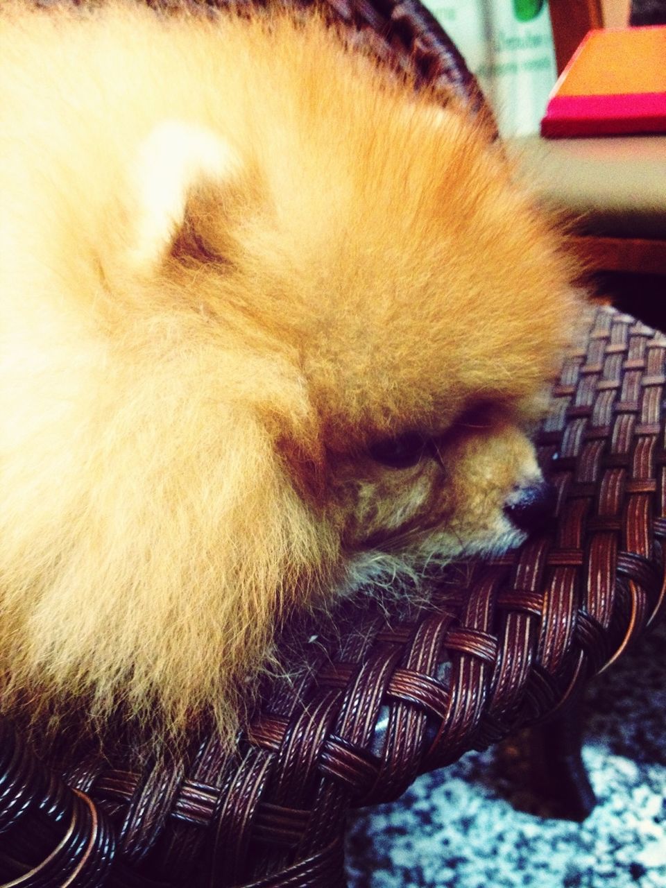 High angle view of pomeranian dog relaxing on chair