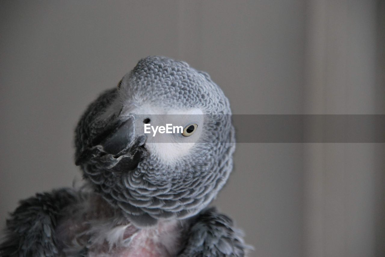 Close-up of a bird