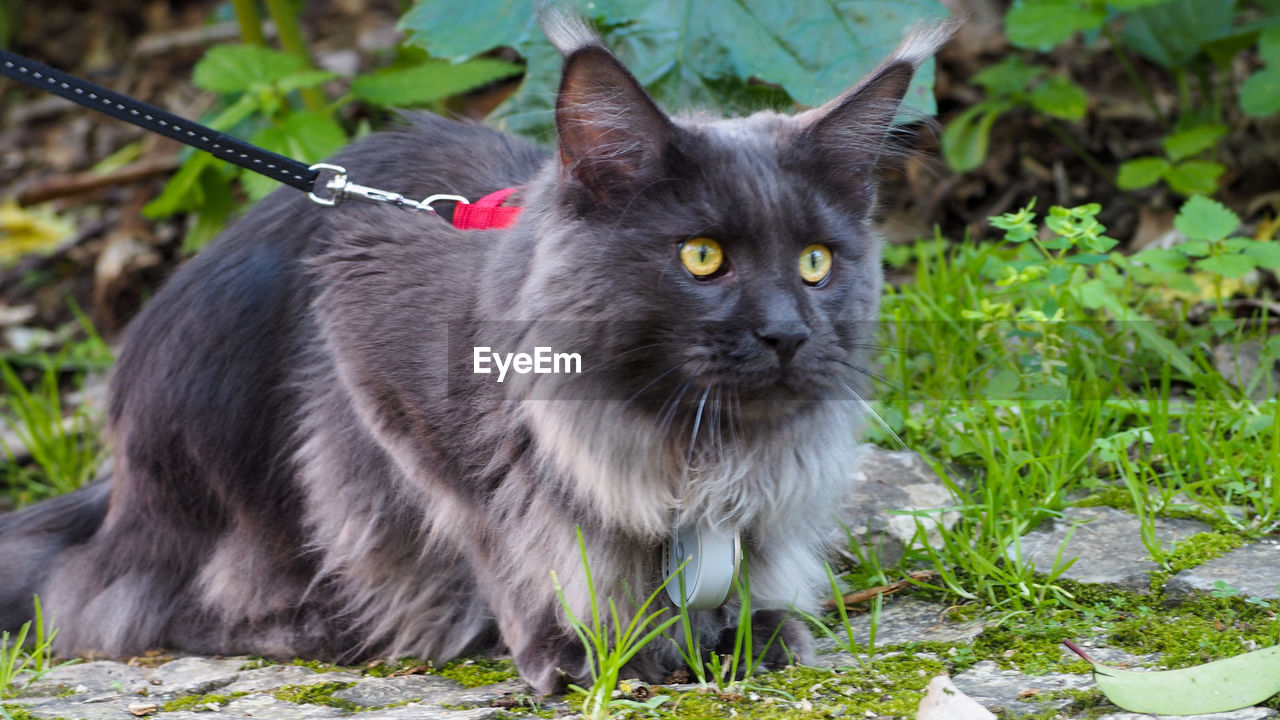 PORTRAIT OF CAT ON GRASS BY PLANTS