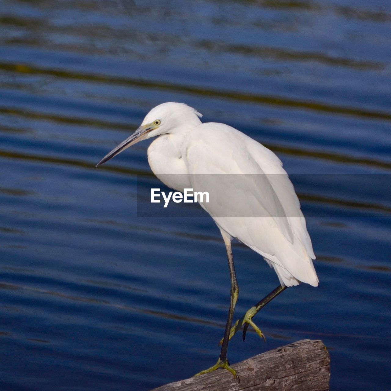 Close-up of egret on driftwood against lake