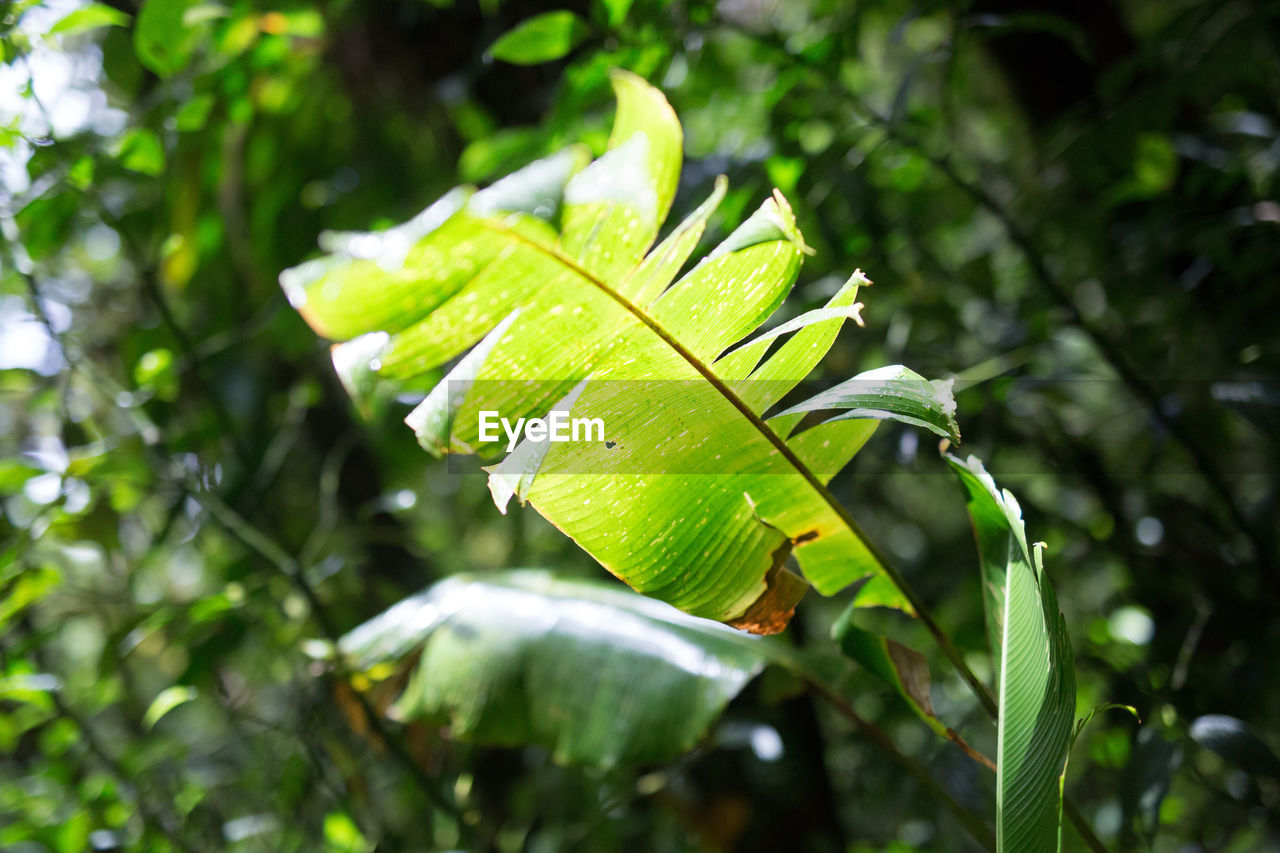 Close-up view of leaf in rainforest
