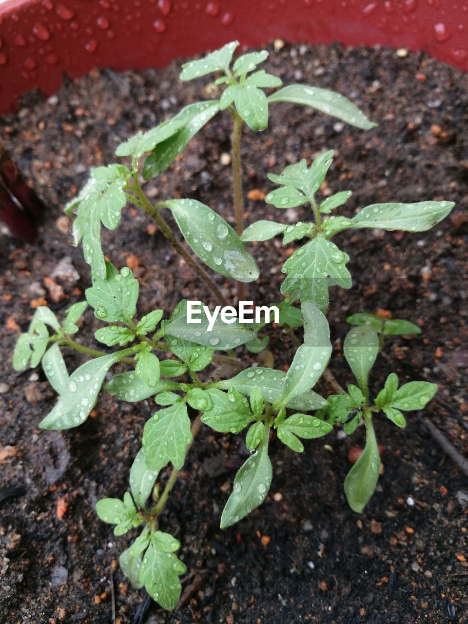 CLOSE-UP OF FRESH GREEN PLANTS WITH FALLEN LEAVES