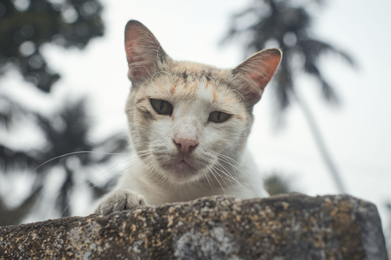 animal, animal themes, mammal, cat, pet, one animal, domestic animals, domestic cat, whiskers, feline, close-up, felidae, small to medium-sized cats, portrait, no people, animal body part, nature, focus on foreground, rock, looking at camera, cute, outdoors, day, looking