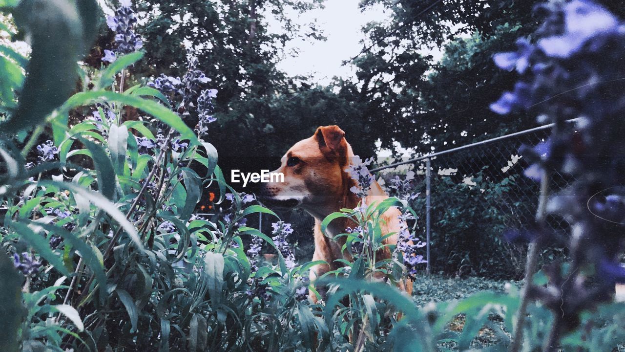 DOG LOOKING AWAY AGAINST PLANTS