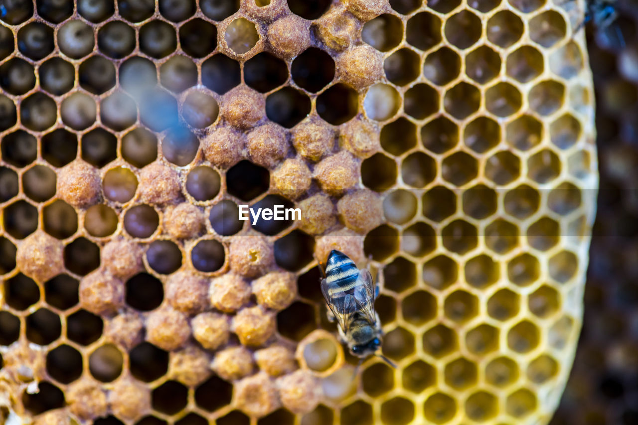 Full frame shot of bees and honeycomb 