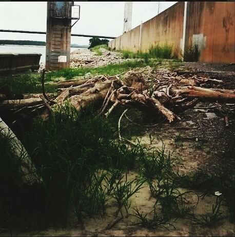 VIEW OF BUILT STRUCTURE WITH PLANTS IN FOREGROUND