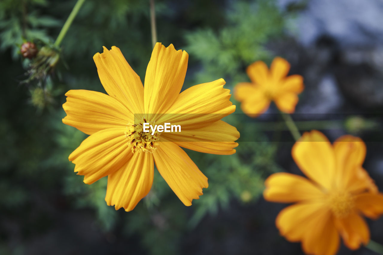 Close-up of yellow cosmos flower