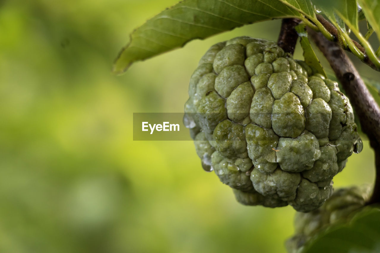 CLOSE-UP OF FRUIT ON TREE