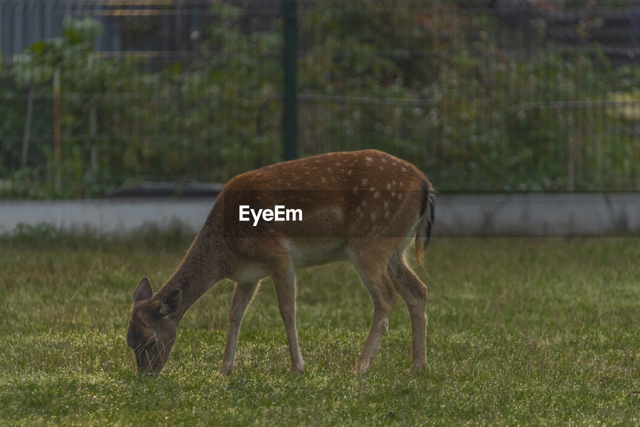 animal themes, animal, animal wildlife, mammal, wildlife, one animal, deer, grass, plant, nature, no people, field, grassland, domestic animals, land, side view, day, full length, outdoors, standing, focus on foreground, herbivorous, agriculture, grazing, prairie, brown