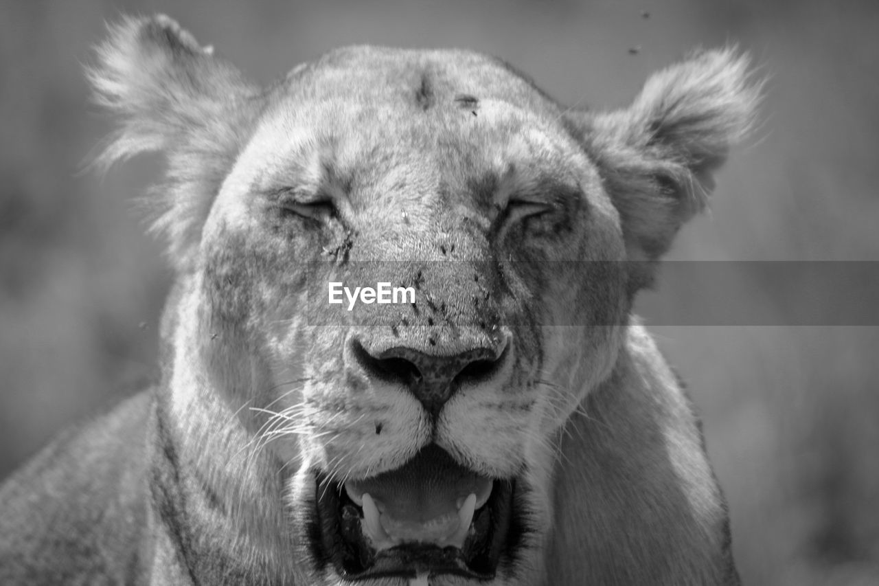 Close-up of lioness