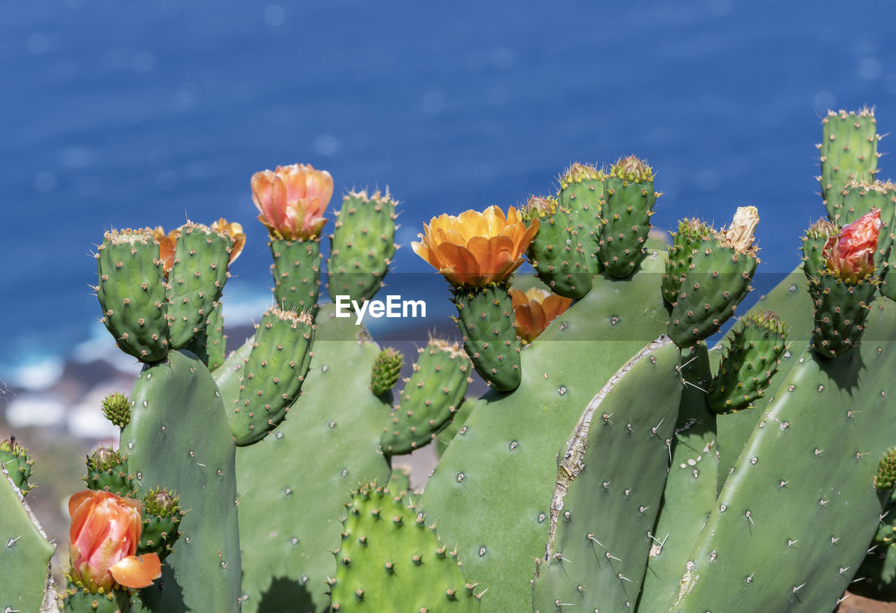 plant, succulent plant, nature, cactus, beauty in nature, growth, nopal, flower, prickly pear cactus, green, flowering plant, no people, prickly pear, freshness, barbary fig, thorn, sky, close-up, land, day, water, outdoors, leaf, environment, plant part, botany, scenics - nature, blue, sunlight, spiked, tranquility, focus on foreground, flower head, fragility, plant stem, environmental conservation, inflorescence, food and drink, blossom, landscape, eastern prickly pear, bud, springtime