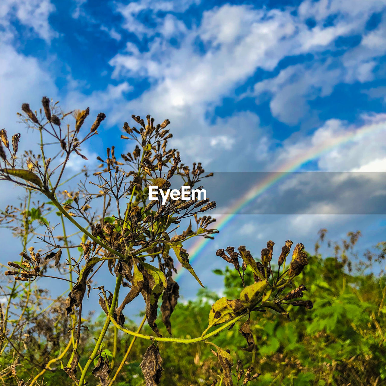 nature, sky, plant, cloud, grass, sunlight, tree, meadow, flower, beauty in nature, leaf, environment, blue, no people, landscape, vegetation, field, green, prairie, branch, growth, plant part, scenics - nature, land, outdoors, food, food and drink, grassland, natural environment, rural area, day, wildflower, tranquility, non-urban scene, agriculture, travel destinations, travel, multi colored, fruit, freshness, autumn, forest, flowering plant, summer