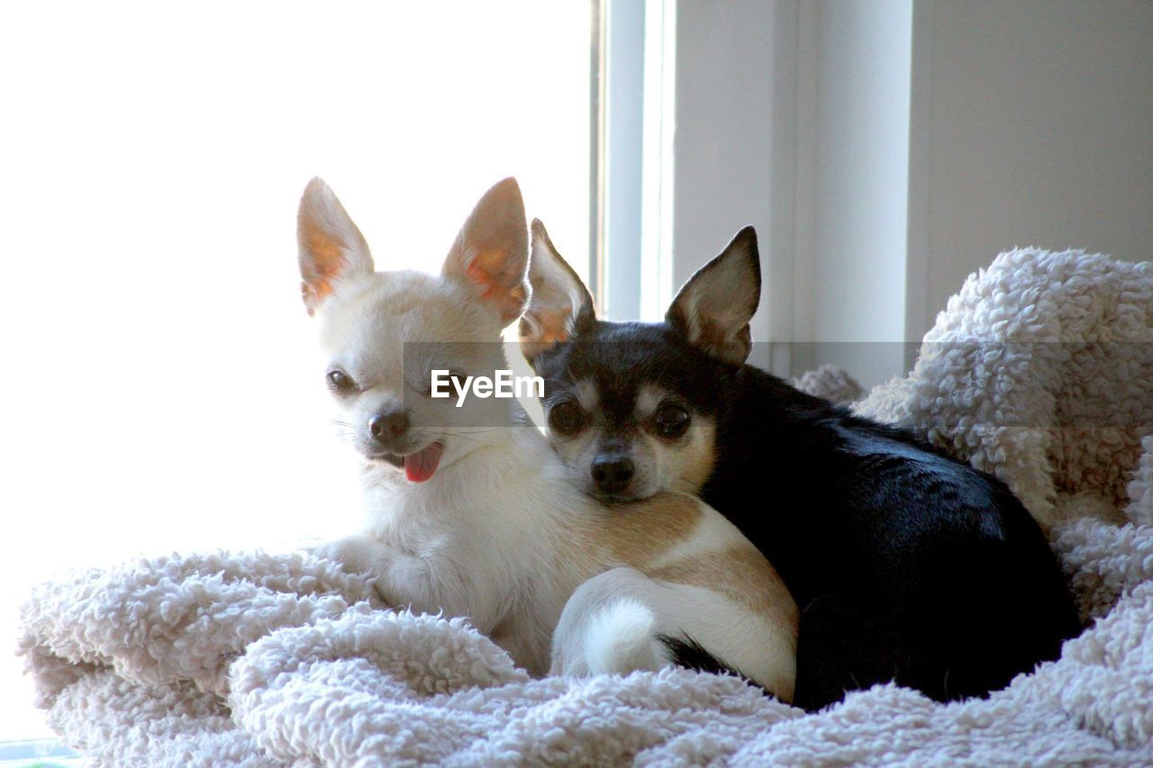 Portrait of chihuahuas relaxing at home