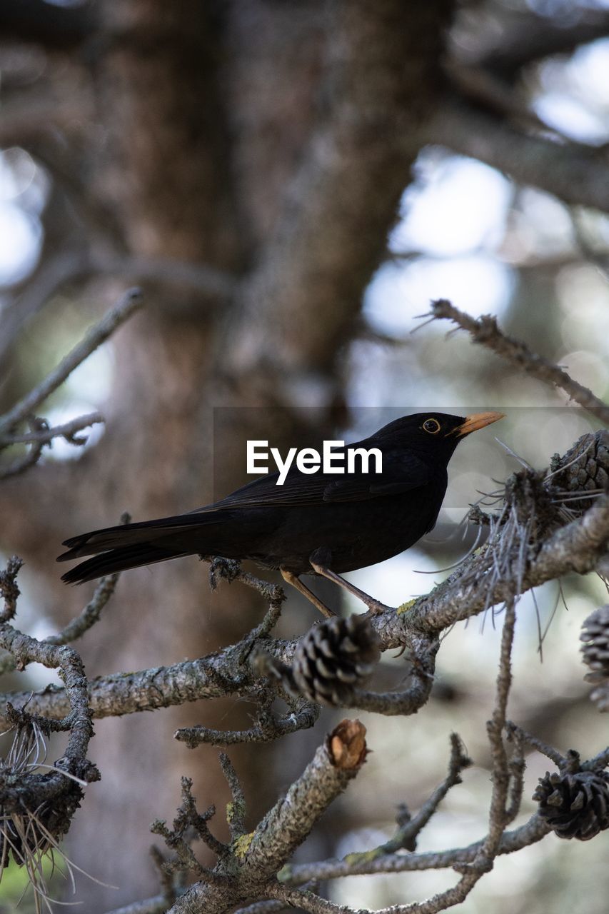Blackbird closeup on a tree