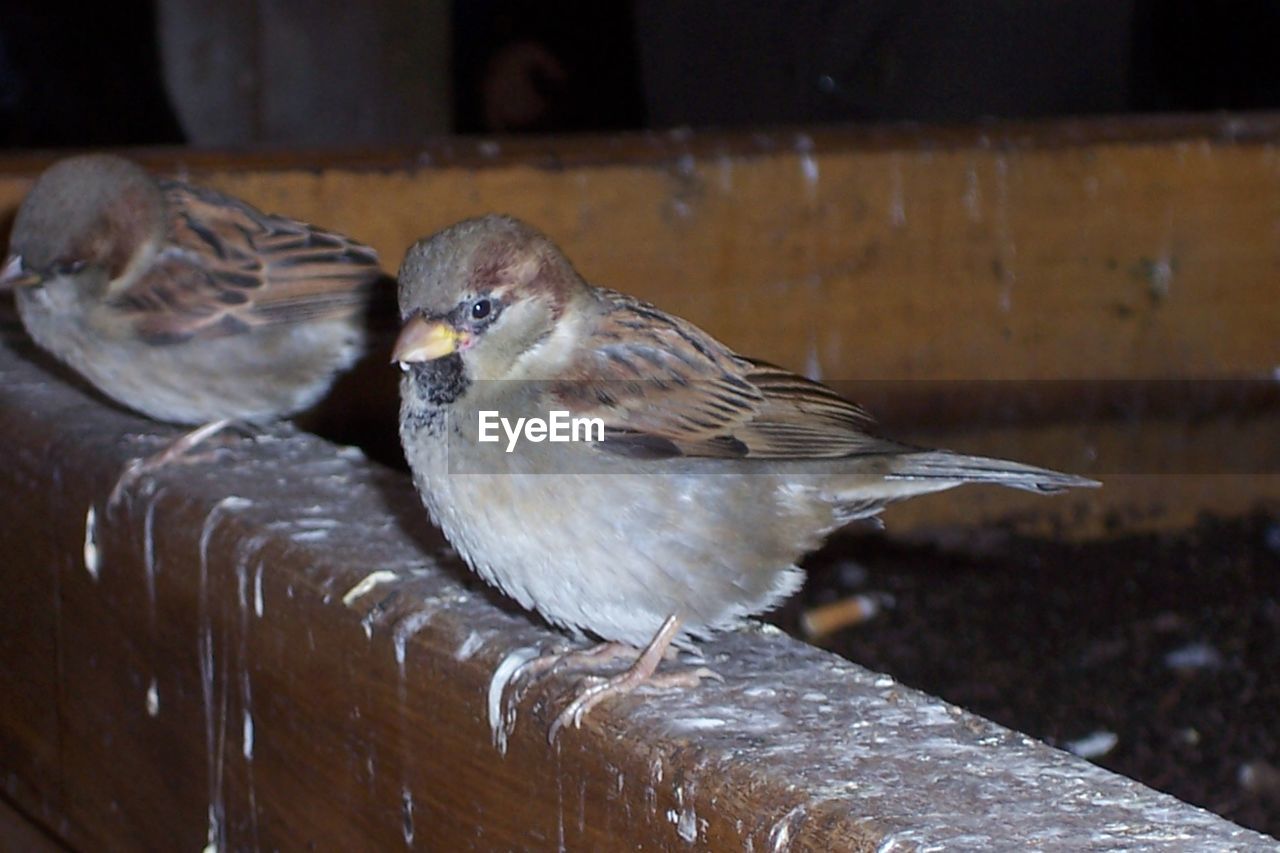 CLOSE-UP OF DUCK PERCHING ON WOOD