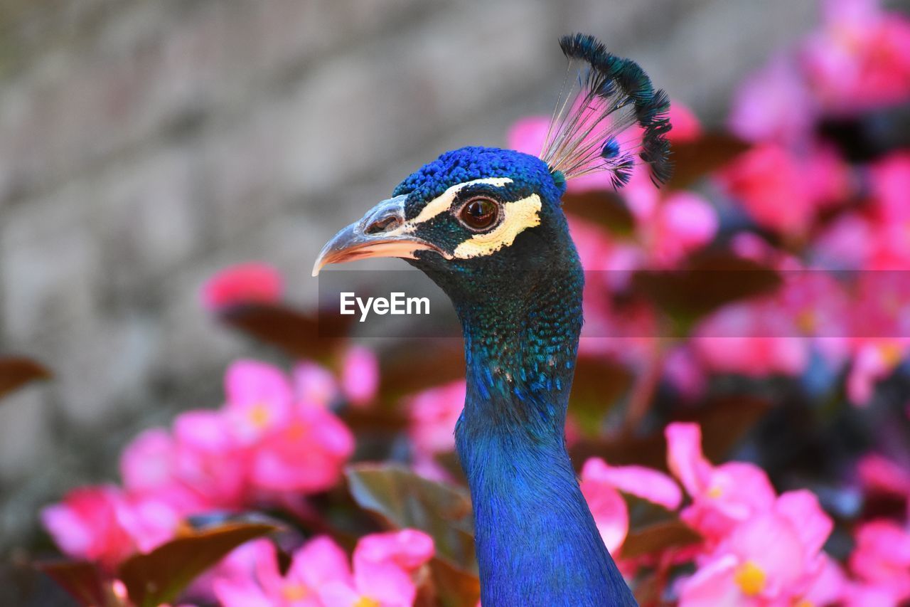 Close-up of a peacock